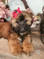 Nova Boy3, a male Shih Tzu for sale in Marion, MA – Photo 1 of 2