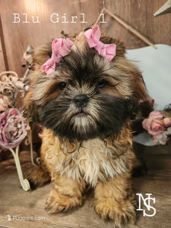 Blu Girl 1 – Shih Tzu puppy for sale in Marion, MA