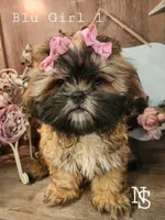 Blu Girl 1, a female Shih Tzu for sale in Marion, MA – 1 of 1