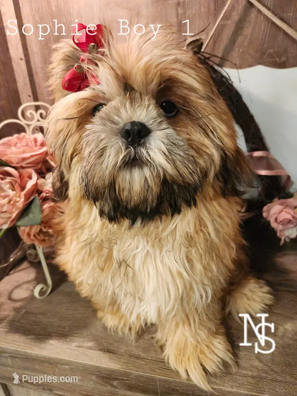 Sophie Boy 1 – Shih Tzu puppy for sale in Marion, MA