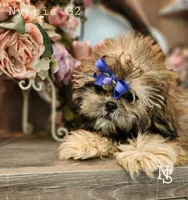 Nyasia Girl 2, a female Shih Tzu for sale in Marion, MA – 1 of 1