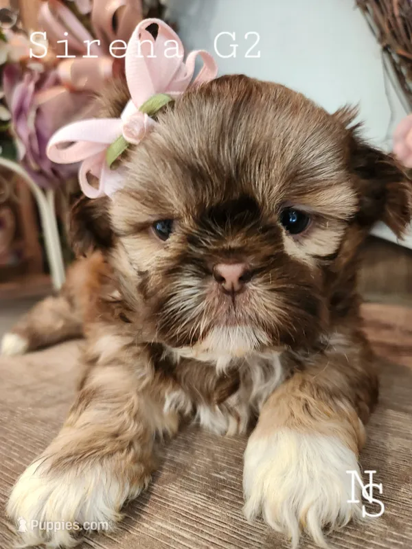 Sirena Girl 2 – Shih Tzu puppy for sale in Marion, MA