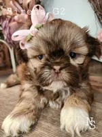 Sirena Girl 2, a female Shih Tzu for sale in Marion, MA – 1 of 1