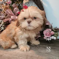 Cream, a  Shih Tzu for sale in Marion, MA – Photo 7 of 7