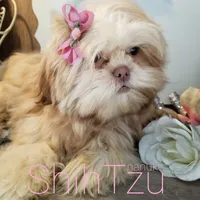 Cream, a  Shih Tzu for sale in Marion, MA – Photo 3 of 7