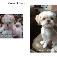 Cream, a female Shih Tzu for sale in Marion, MA – Photo 1 of 7