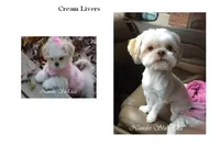 Cream, a  Shih Tzu for sale in Marion, MA – Photo 1 of 7