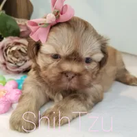 Cream, a female Shih Tzu for sale in Marion, MA – Photo 4 of 7