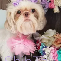 Cream, a female Shih Tzu for sale in Marion, MA – Photo 2 of 7