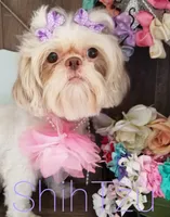 Cream, a  Shih Tzu for sale in Marion, MA – Photo 2 of 7