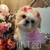 Cream, a  Shih Tzu for sale in Marion, MA – Photo 6 of 7