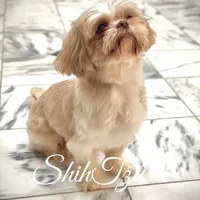 Cream, a female Shih Tzu for sale in Marion, MA – Photo 5 of 7