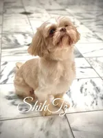 Cream, a  Shih Tzu for sale in Marion, MA – Photo 5 of 7