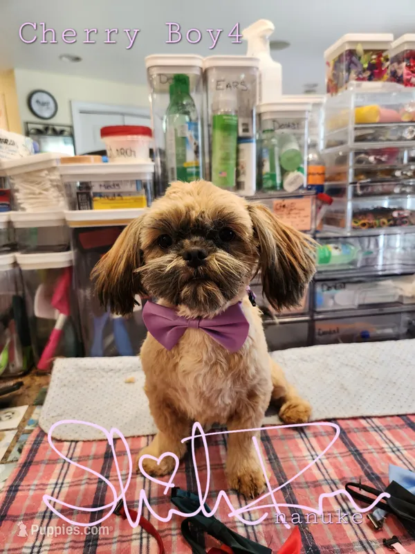 Cherry Boy 4 – Shih Tzu puppy for sale in Marion, MA