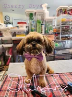 Cherry Boy 4, a male Shih Tzu for sale in Marion, MA – 1 of 1