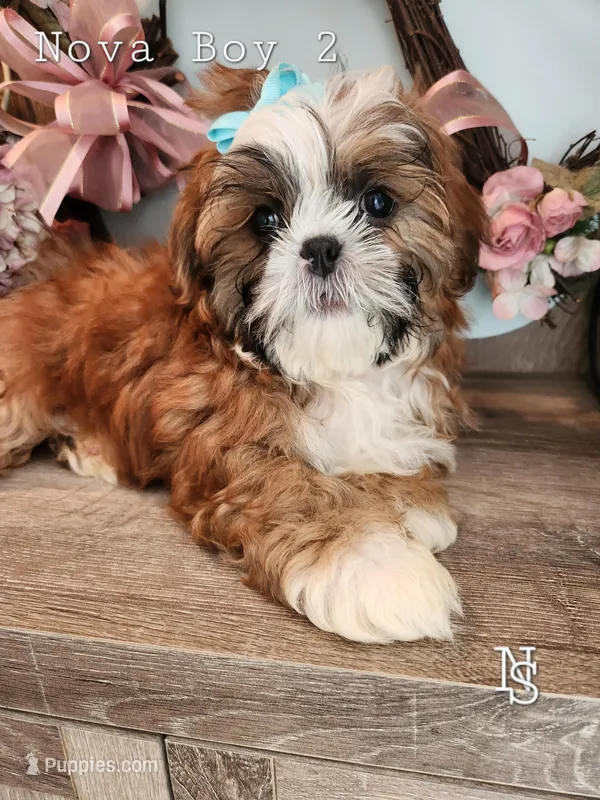 Nova Boy2 – Shih Tzu puppy for sale in Marion, MA