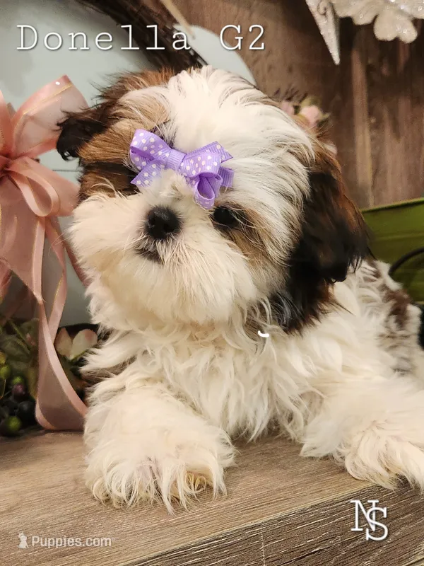 Donella G2  – Shih Tzu puppy for sale in Marion, MA