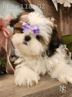 Donella G2 , a female Shih Tzu for sale in Marion, MA – 1 of 2