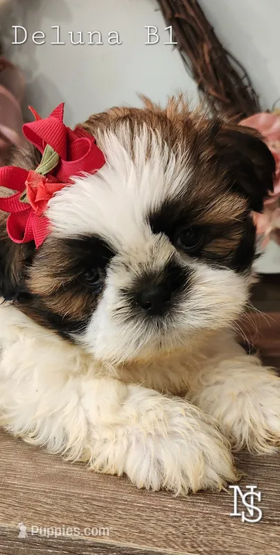 Deluna Boy1 – Shih Tzu puppy for sale in Marion, MA