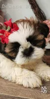 Deluna Boy1, a male Shih Tzu for sale in Marion, MA – 1 of 1