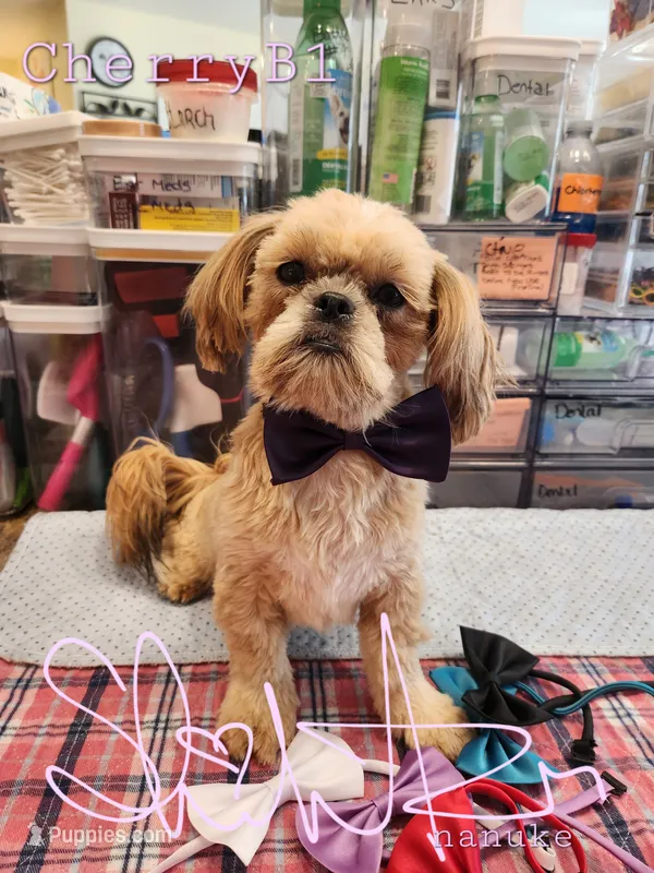 Cherry Boy 1 – Shih Tzu puppy for sale in Marion, MA