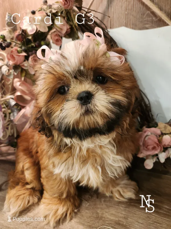 Cardi G3 – Shih Tzu puppy for sale in Marion, MA
