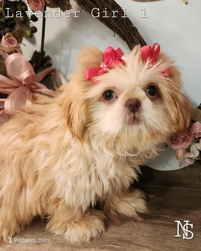 LavenderG1 – Shih Tzu puppy for sale in Marion, MA