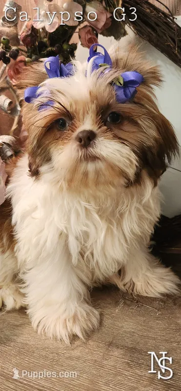 Calypso Girl 3 – Shih Tzu puppy for sale in Marion, MA