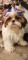 Calypso Girl 3, a female Shih Tzu for sale in Marion, MA – 1 of 1