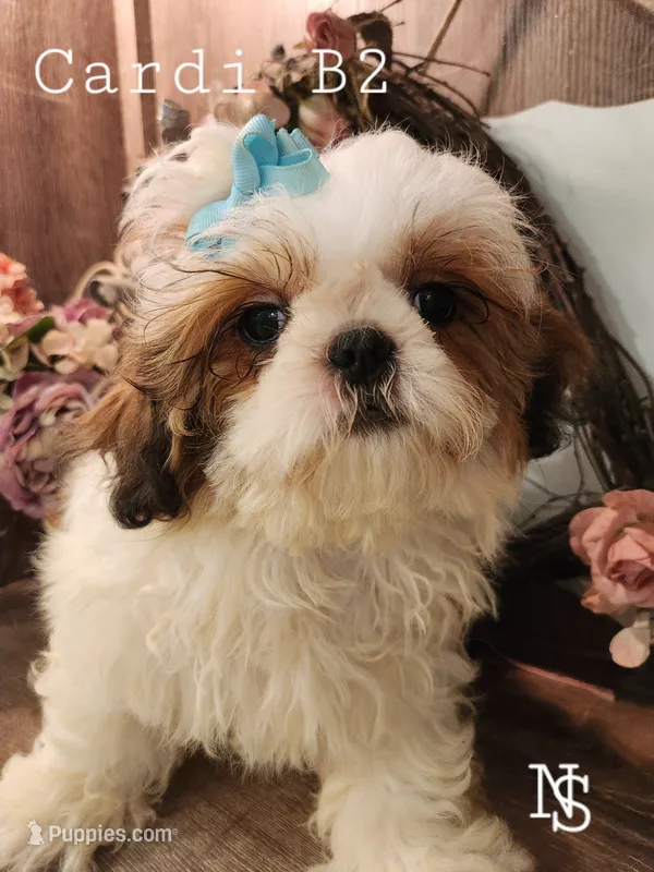 Cardi B2 – Shih Tzu puppy for sale in Marion, MA