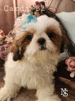 Cardi B2, a male Shih Tzu for sale in Marion, MA – 1 of 1