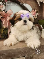 Donella G2 , a female Shih Tzu for sale in Marion, MA – 2 of 2
