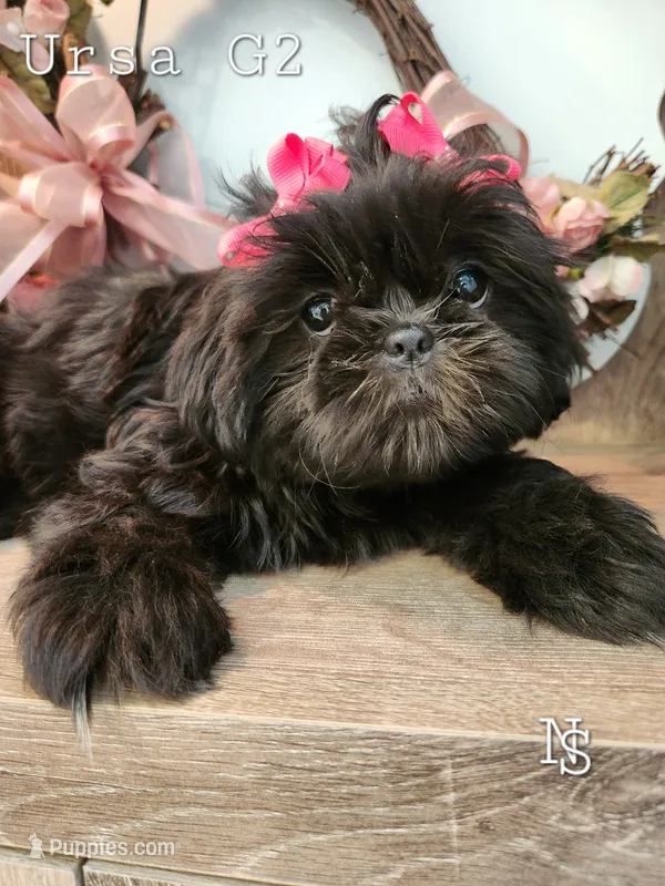 Ursa Girl 2 – Shih Tzu puppy for sale in Marion, MA