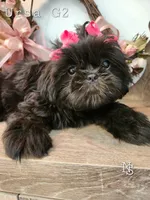 Ursa Girl 2, a female Shih Tzu for sale in Marion, MA – 1 of 1