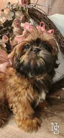 Calypso Girl 1, a female Shih Tzu for sale in Marion, MA – 1 of 1