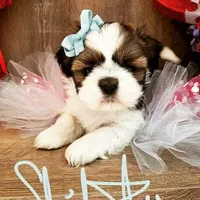 Brindle/White, a male Shih Tzu for sale in Marion, MA – Photo 6 of 6