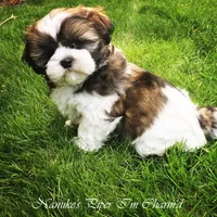 Brindle/White, a male Shih Tzu for sale in Marion, MA – Photo 4 of 6