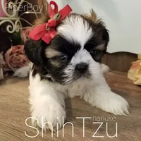 Brindle/White, a male Shih Tzu for sale in Marion, MA – Photo 5 of 6