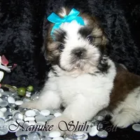 Brindle/White, a male Shih Tzu for sale in Marion, MA – Photo 2 of 6