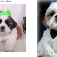 Brindle/White, a male Shih Tzu for sale in Marion, MA – Photo 1 of 6