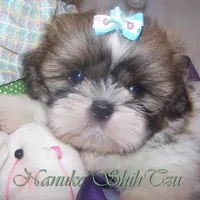 Brindle/White, a male Shih Tzu for sale in Marion, MA – Photo 3 of 6