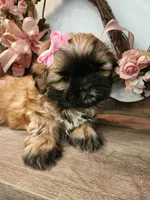 Blu G1, a female Shih Tzu for sale in Marion, MA – 1 of 1