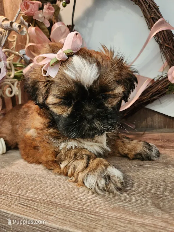 Blu G2 – Shih Tzu puppy for sale in Marion, MA