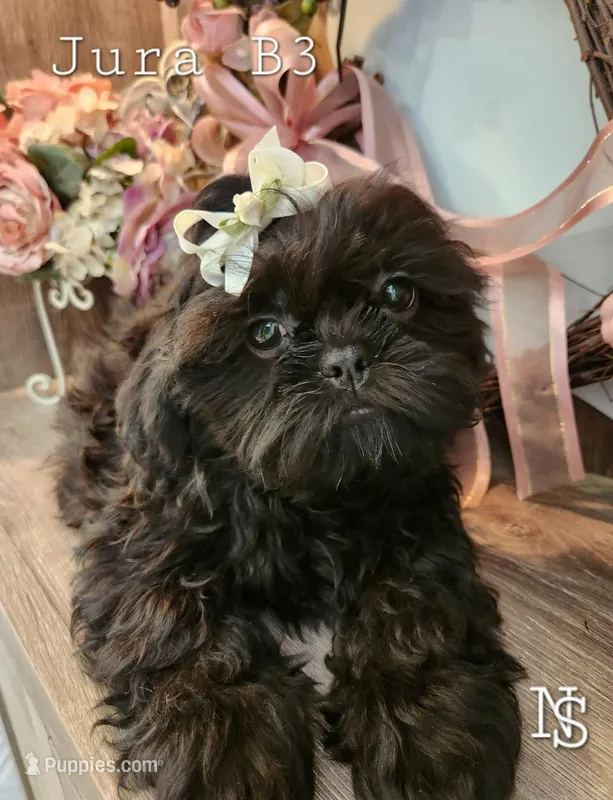 Jura Boy 3 – Shih Tzu puppy for sale in Marion, MA