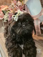 Jura Boy 3, a male Shih Tzu for sale in Marion, MA – 1 of 1