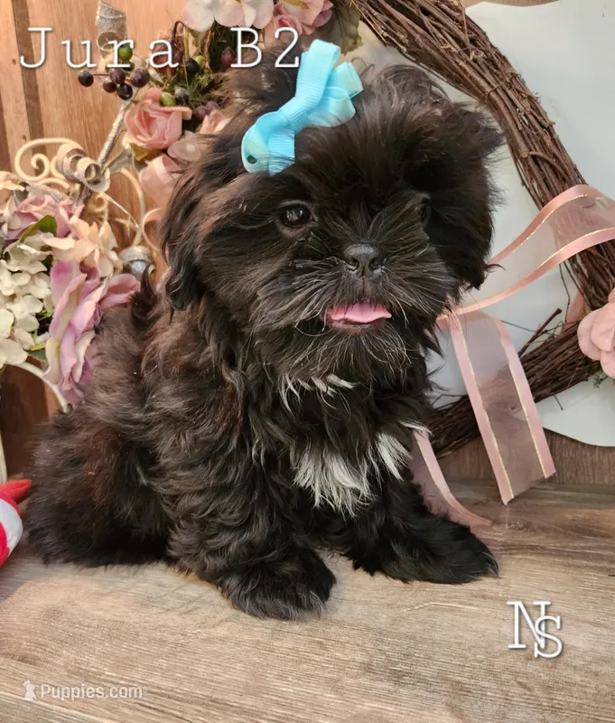 Jura Boy2 – Shih Tzu puppy for sale in Marion, MA