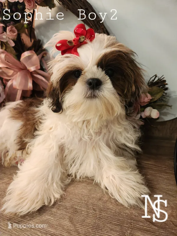 Sophie Boy 2 – Shih Tzu puppy for sale in Marion, MA