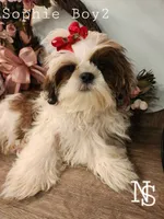 Sophie Boy 2, a male Shih Tzu for sale in Marion, MA – 1 of 1