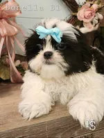 Donella B1, a male Shih Tzu for sale in Marion, MA – 2 of 2