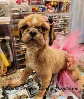 Sophie, a female Shih Tzu for sale in Marion, MA – 3 of 3